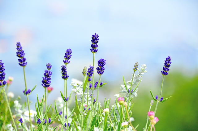 Natuud（ナチュード）が大切にする天然由来の香り。心と体を解きほぐすラベンダーの恵みをスキンケアのひとときに。